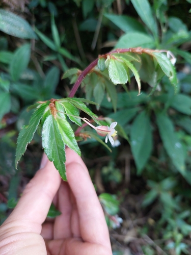 Image of Begonia foliosa by (c) Daniel Mesa, some rights reserved (CC BY)