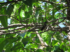 Orthorhyncus cristatus