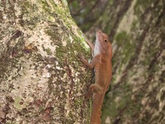 Anolis cristatellus