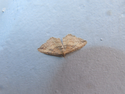 Gem Moth photo 6