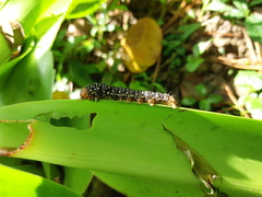 Xanthopastis timais
