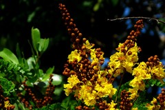Peltophorum