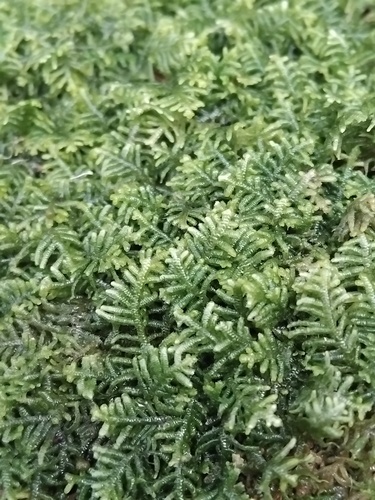 Lepidozia septemfida
