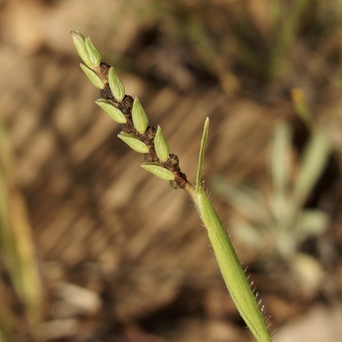 Image of Hackelochloa granularis by (c) Sue Carnahan, some rights reserved (CC BY)