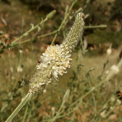 Image of Dalea albiflora by (c) Sue Carnahan, some rights reserved (CC BY)