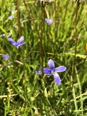 Gentianopsis simplex