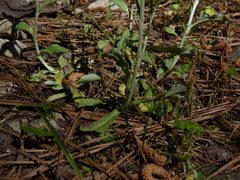 Gamochaeta argyrinea