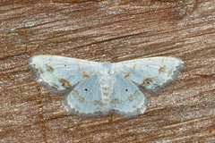 Scopula lautaria
