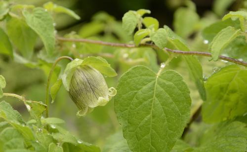 Codonopsis rotundifolia