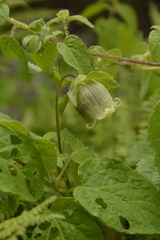 Codonopsis rotundifolia