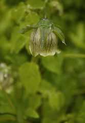 Codonopsis rotundifolia