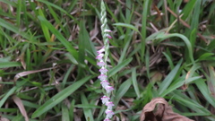 Spiranthes sinensis