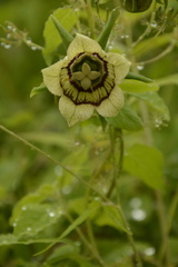 Codonopsis rotundifolia
