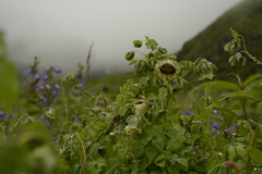 Codonopsis rotundifolia