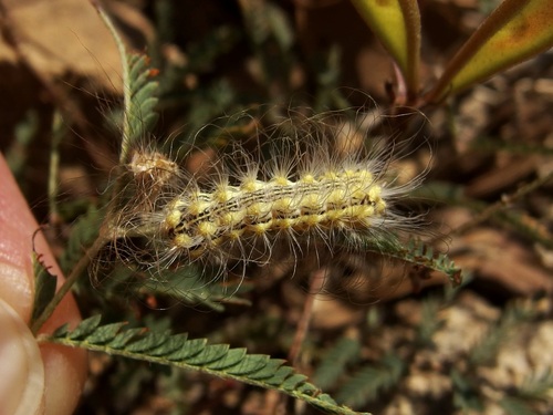 Mesquite Stinger Moth photo 3