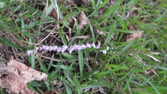Spiranthes sinensis