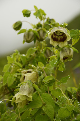 Codonopsis rotundifolia