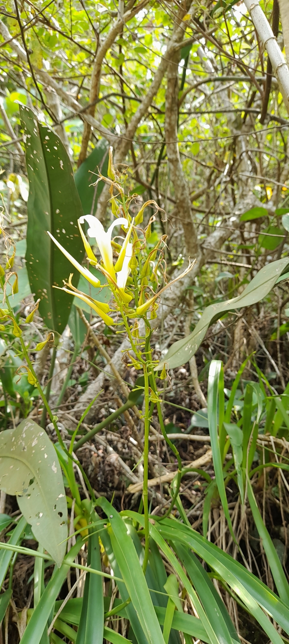 Pitcairnia albiflos