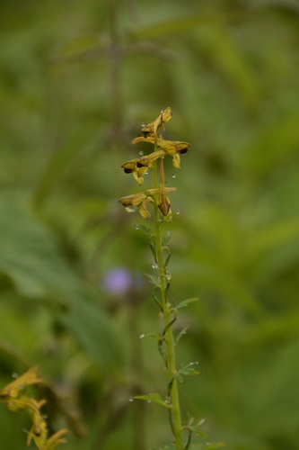 Horned corydalis (Corydalis cornuta)