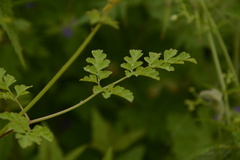 Corydalis cornuta