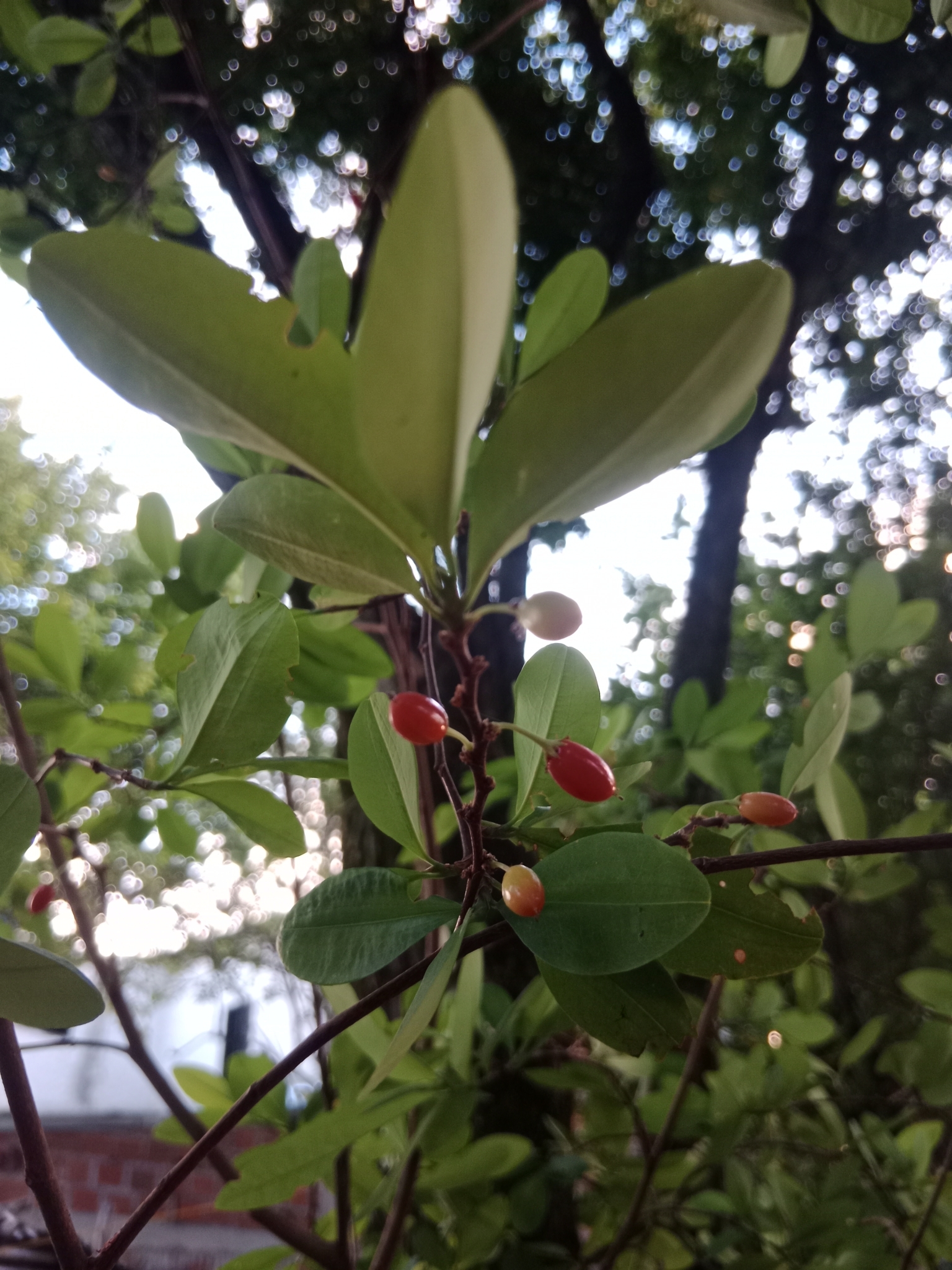 Imagem de Coca