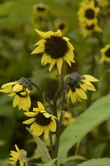 Cremanthodium arnicoides