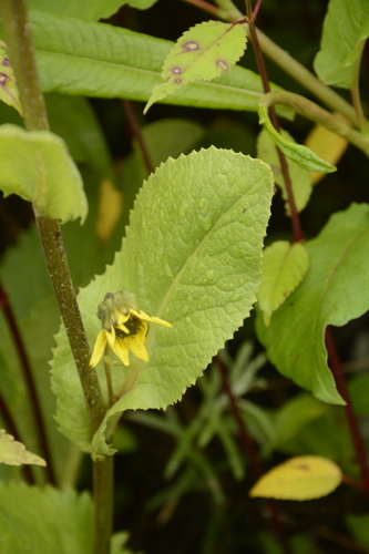 Cremanthodium arnicoides, photograph 1