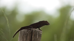 Anolis cristatellus