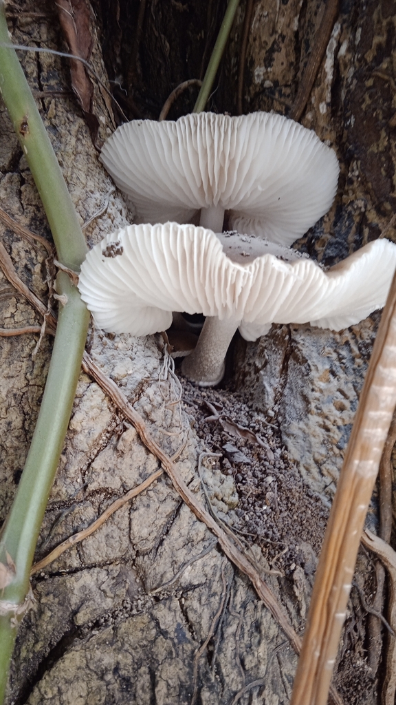 Oudemansiella cubensis · February 2024 · photo: © otto_heringer (iNaturalist, cc-by)