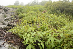 Cremanthodium arnicoides