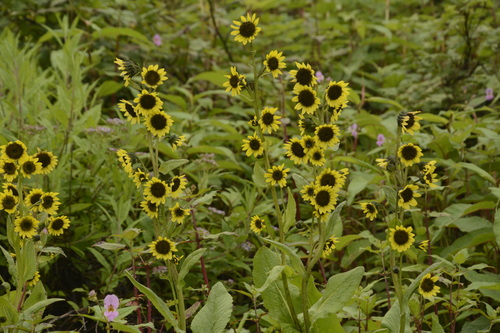 Cremanthodium arnicoides, photograph 3