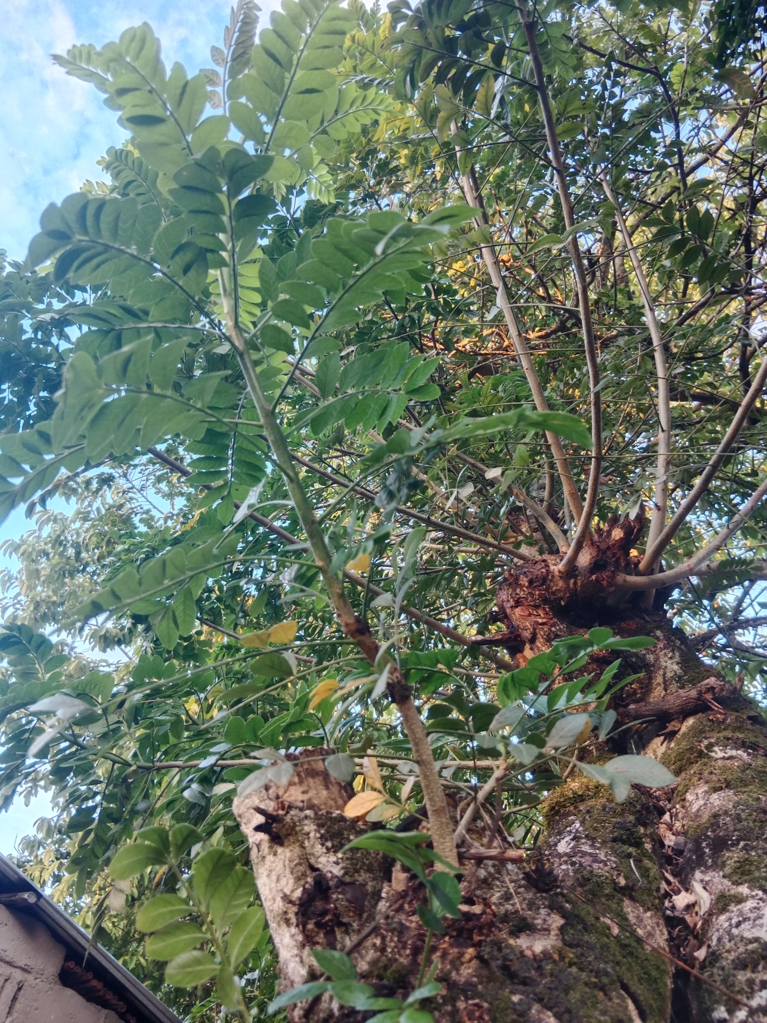 Imagem de Ciriguela