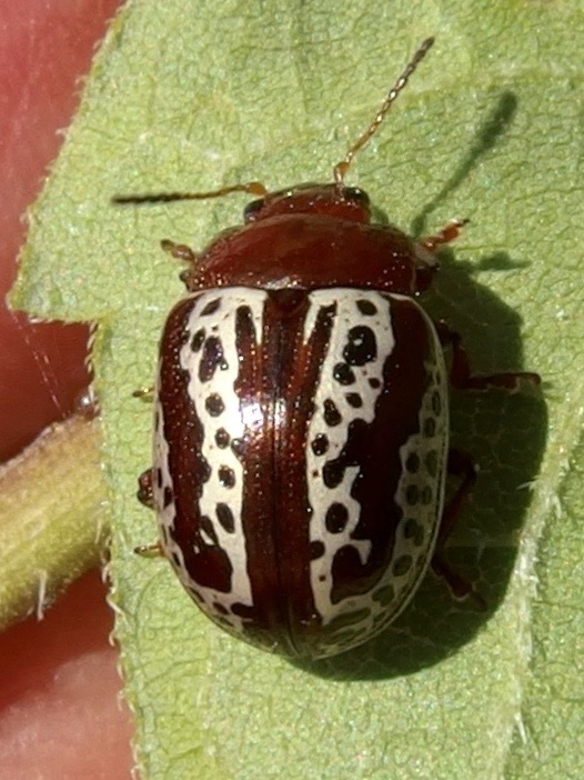 Zygogramma arizonica