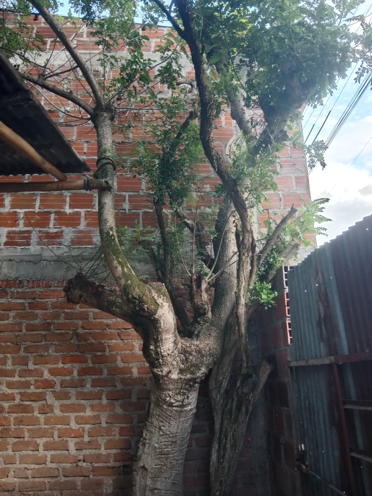 Imagem de Ciriguela