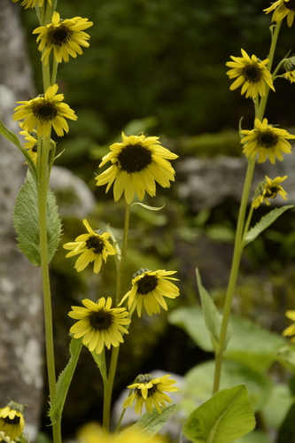 Cremanthodium arnicoides, photograph 4