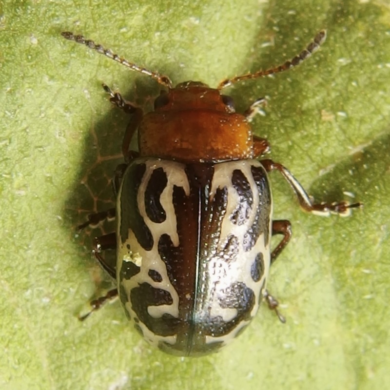 Zygogramma piceicollis