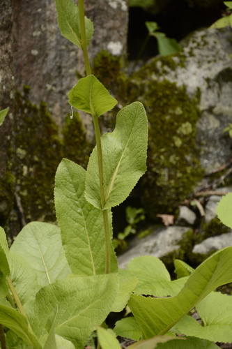 Cremanthodium arnicoides, photograph 5