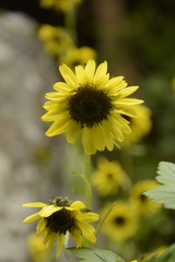 Cremanthodium arnicoides