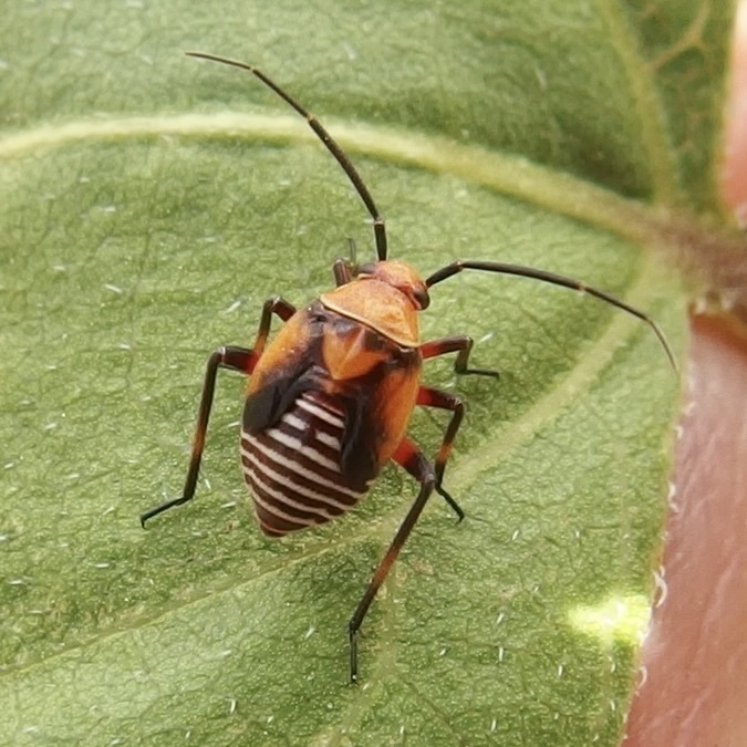 Neocapsus fasciativentris