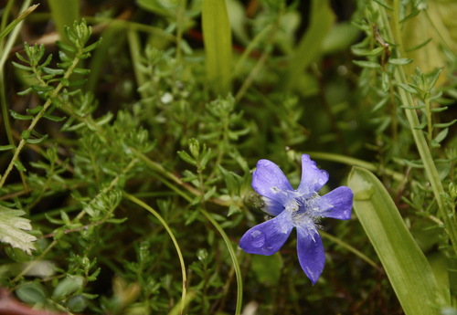 Cyananthus microphyllus, photograph 2