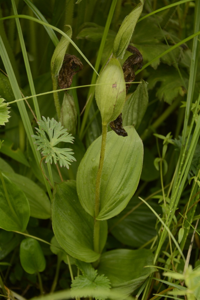 Cypripedium himalaicum