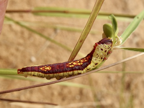 Theroa zethus photo 2