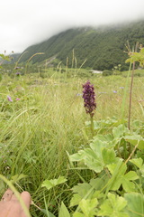 Dactylorhiza hatagirea