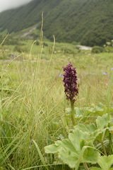 Dactylorhiza hatagirea