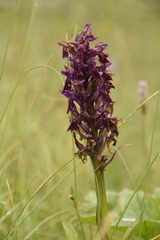 Dactylorhiza hatagirea