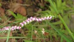 Spiranthes sinensis