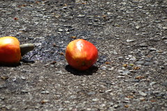 Anacardium occidentale