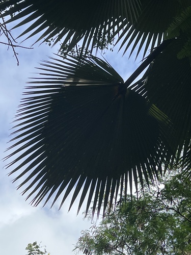stickybud pritchardia (Pritchardia viscosa)