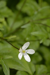 Eriocapitella rivularis