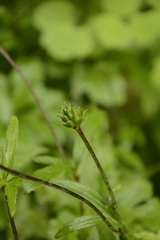 Eriocapitella rivularis